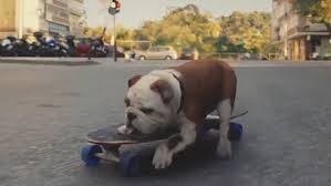 Uk registered charity no 1121866 patron: New Churchill Advert Slammed As Nodding Dog Gets A New Look Daily Mail Online