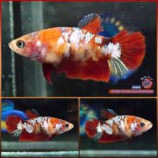 Live Betta Fish Female Galaxy Koi Halfmoon Plakat Hmpk 1629 Betta Fish Betta Fish