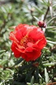 Image result for Portulaca