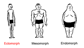 Body Type Chart Ectomorph Gymnastics Coaching Com