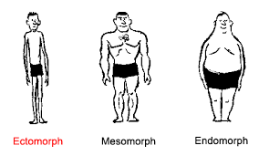 body type chart ectomorph gymnastics coaching com