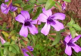 Image result for Dyschoriste thunbergiiflora