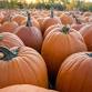 Pumpkin %26 Chili Party at Schnepf Farms - Every Thursday – Sunday in October