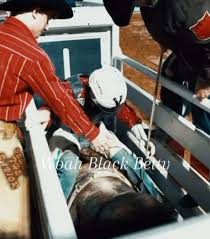 Jeter Lawrence: NFR Round 9 Standings & Bull Riding Highlights