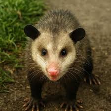 Gifford Pinchot National Forest Washington USA