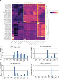 They provide support when you carry. Transcriptional Profiling Reveals Extraordinary Diversity Among Skeletal Muscle Tissues Elife