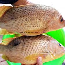 @lokmanaslam dah jumpa ke belum asam pedas? Petua Masak Asam Pedas Ikan Jenahak Yang Tersedap Dan Mudah Kuah Pun Tak Pekat Dan Tak