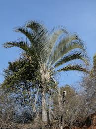 Image result for Dypsis decaryi
