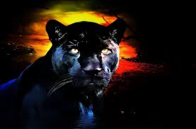 Only the best hd background pictures. Hd Panther Wallpapers Top Free Hd Panther Backgrounds Wallpaperaccess