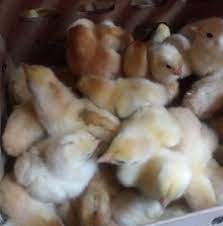 Pembekal daging ayam segar dari ladang dan halal kepada masyarakat dan warga industri penyedia makanan di sekitar daerah kuantan, pahang, malaysia. Pembekal Anak Ayam Runcit Dan Borong Posts Facebook