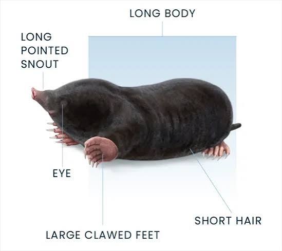 Moles: Facts, Information, and Treatment