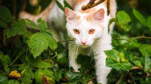 Maybe you would like to learn more about one of these? Tropical Islands Hat Der Chefgartner 28 Katzen Erschossen Lausitzer Rundschau