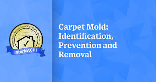 Check spelling or type a new query. Carpet Mold Identification Prevention And Removal Internachi
