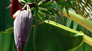 Masukkan cabai dan buncis, aduk dan tunggu sampai agak layu. Bantu Kontrol Gula Darah Ini 5 Manfaat Makan Jantung Pisang