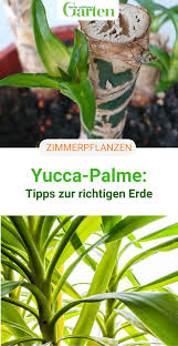 Yucca Palme Tipps Zur Richtigen Erde In 2020 Yucca Palme Pflanzen Yucca Palme Pflege
