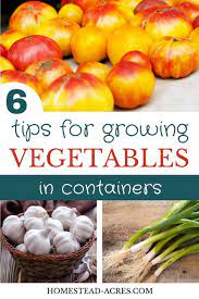 Vegetable Container Gardening For Beginners Container Gardening Vegetables Growing Vegetables Vegetables