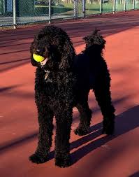 Black And White Standard Poodle Teddy Bear Cut Pin On Puppy Love