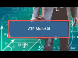 Adenosintriphosphat, kurz atp, ist ein nukleotid, nämlich das triphosphat des nucleosids adenosin. Atp Molekul Youtube