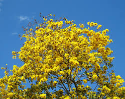 Image result for Handroanthus chrysotrichus