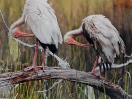 Image result for Ibis White 2014 AQ