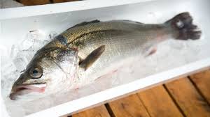 魚のおんちゃま 魚のWEBマガジン