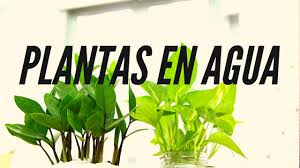 Hola y bienvenidxs a un nuevo post de artencasa!!! Plantas En Agua Para Decorar Youtube