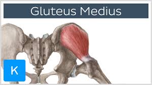 The gluteus maximus, gluteus medius and gluteus minimus. Gluteus Medius Muscle Origin Insertion Innervation Function Anatomy Kenhub Youtube