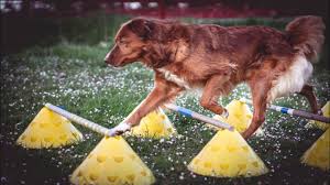 Hallo, tut mir leid falls das thema hier falsch ist oder der titel nicht aussagekräftig genug. Mit Dem Cavaletti Training Starten Cavaletti Fur Hund Beginners Cavaletti Fur Hund Youtube