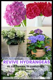 Please change the water every two days for your hydrangea bouquet. How To Revive Hydrangeas Gardening Channel