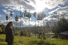 La esposa de pedro castillo estaría buscando traje de gala para la toma de mando la popular 'urraca' comentó que presuntos asesores de imagen del candidato por perú libre se estarían comunicando con reconocidas diseñadoras para que le realicen un atuendo a su esposa. Conoce A Lilia Paredes Navarro La Esposa Del Presidente Electo Pedro Castillo Galeria Cutivalu Piura