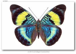 Related Image Most Beautiful Butterfly Butterfly Butterfly Painting