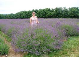 If you grow multiple rows of lavender, space the rows about 30 to 36 inches apart. A Real Lavender For The South Sweet Southern Living