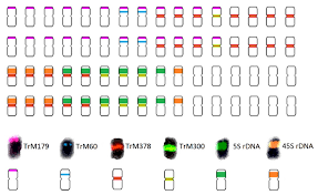 Image result for Trifolium semipilosum