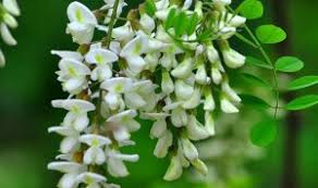 Image result for Sophora inhambanensis
