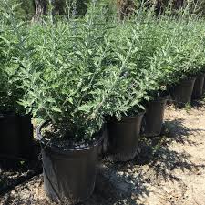 Image result for perovskia atriplicifolia 'little spire'