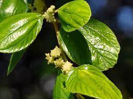Maka untuk membantu anda memberikan inspirasi tentang cara pengolahan atau meracik daun bidara untuk dijadikan sebagai minuman teh sendiri di rumah, apakah yang diperlukan juga tidak terlalu banyak yaitu cukup daun bidara dengan air matang yang bersih dan berikut ini adalah panduan. Hebat Ada 20 Kelebihan Daun Bidara Denaihati