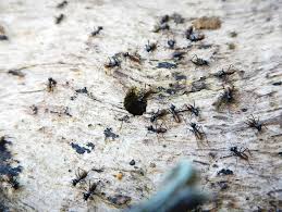 The pest experts at abc may recommend you protect your home using one type of service or a combination of techniques. Http Prtrg Org Pdf Proceedings Prtrg 12 Pdf