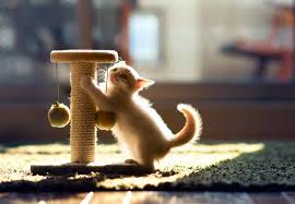 Is he trying to get inside or outside? Reasons Why Cats Scratch The Carpet And How To Stop It