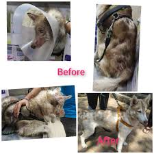Check out the american veterinary medical association's list. Companion Pet Clinic Home Facebook