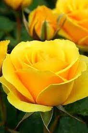 Hermosa Rosa Amarilla Beautiful Yellow Rose Flores Flowers Hybrid Tea Roses Rose Garden Design Yellow Roses