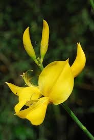 Image result for Aptosimum junceum