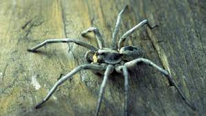 Maybe you would like to learn more about one of these? Full Moon Fever Wolf Spiders And Werewolves