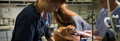 Our talented emergency team of experienced emergency doctors and compassionate nursing staff are available. Emergency And Urgent Care Berkeley Dog Cat Hospital Bay Area 24 Hour Animal Er