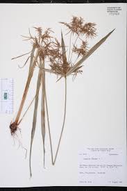 Image result for Cyperus distans