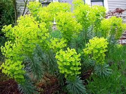 Euphorbia 3 Planting Flowers Plants Euphorbia