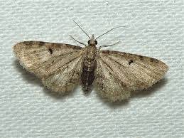 Image result for Eupithecia trisignaria