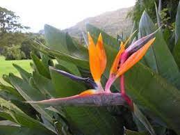 » de ce fait, durant leur croissance végétative aucune ramification se développe. Strelitzia Reginae Tous Les Conseils D Entretien