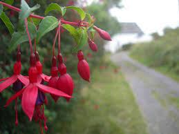 Fuchsia Hedgerows Abound In Donegal West Cork Irish Landscape County Cork
