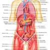 Female human anatomy vector diagram. 1