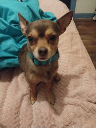 Lost Dog Near Sitka and Fremont Area